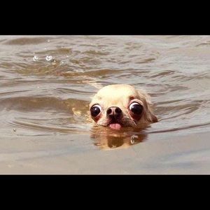 Meet your Posher, Luna